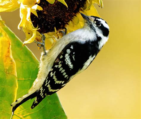 black and white pics of birds